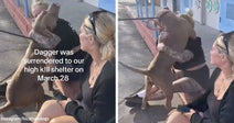 Tan dog on a leash jumping up to hug a seated woman outside a shelter while another woman watches, with text noting the dog was surrendered on March 28.