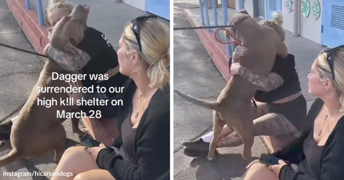 Tan dog on a leash jumping up to hug a seated woman outside a shelter while another woman watches, with text noting the dog was surrendered on March 28.