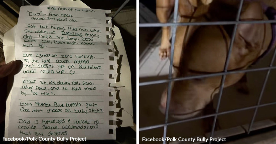 Split image of handwritten note describing a dog named Diva, listing her age, temperament, diet needs, and that her owner is homeless, and a tan dog wearing a purple collar inside a wire kennel, standing on a raised cot behind metal bars.