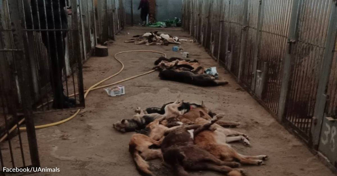 Over 300 Shelter Dogs Starved To Death In Their Cages While Russian Soldiers Occupied City