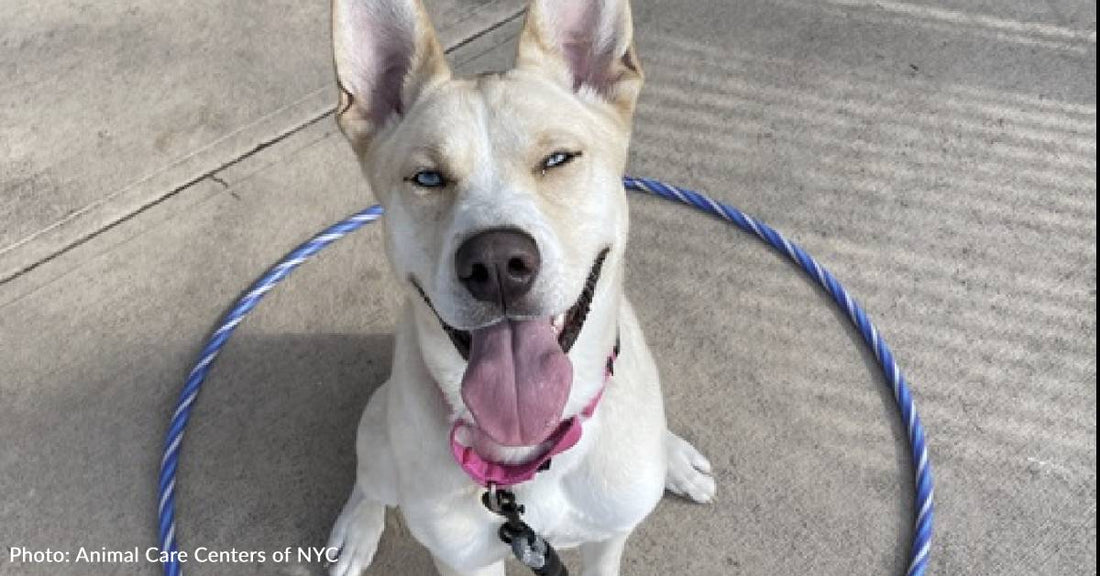 Long-Stay Shelter Dog Learns Impressive Tricks To Attract Adopters