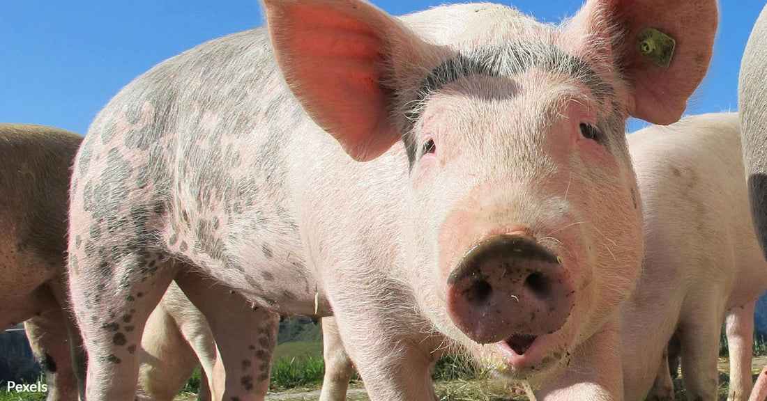 Outcry Grows Against Inhumane Pig Scramble Tradition at Virginia Fair