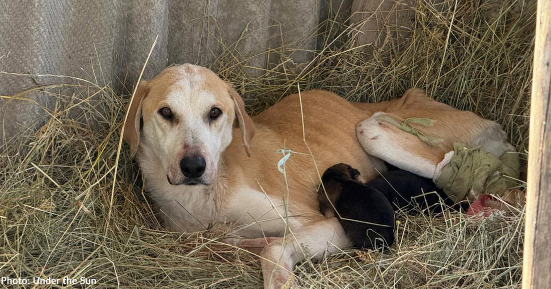 Shot Ukraine Mama Dog Receives Emergency Care