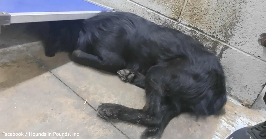 A black dog curled up and resting on a concrete floor in a shelter.