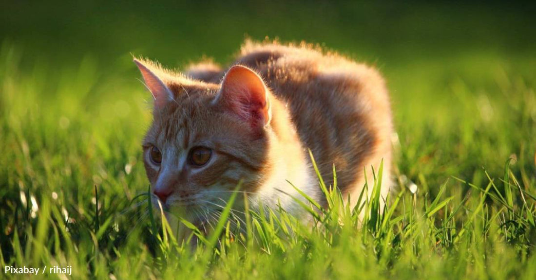 Feral Cat Has Two Kittens in Family's Attic