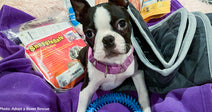 Boston terrier puppy on purple blanket looking at camera