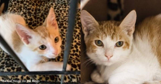 Shy Cat Who'd Settled Into His New Home is Back at Shelter After His Family Had to Move