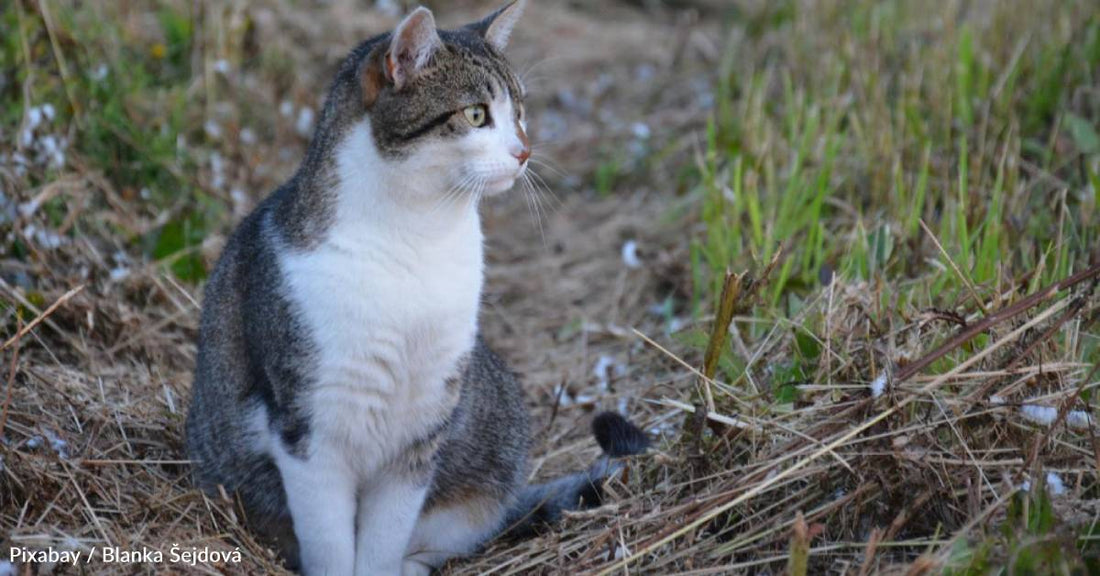 Family Learns Newly Adopted Cat Has Potentially Fatal Disease, But They Stick with Him