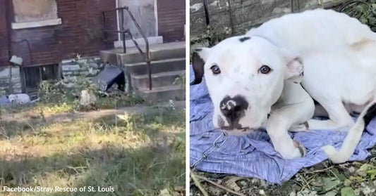 Split-screen showing a white stray dog outside an abandoned house and the same dog lying curled on a blanket after rescue.
