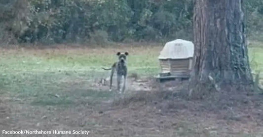 A thin dog stands alone in a grassy yard near a tree and a small doghouse, looking toward the camera from a distance.
