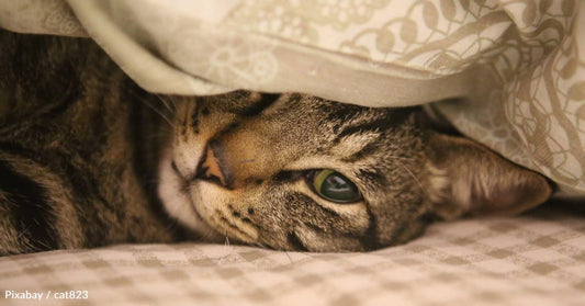 Shelter Cat Hides Away in a Pillowcase All Day, Prompting Volunteer to Fall in Love with Her