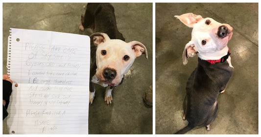 Skinny Dog Found With Heartbreaking Note