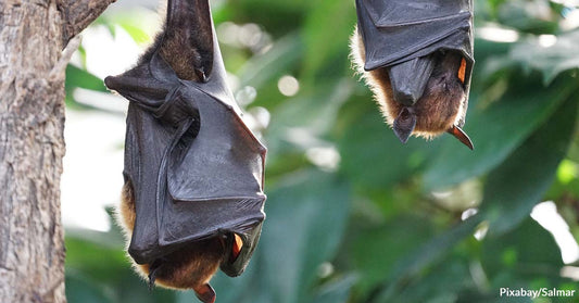 Woman Shares a Video of a Bat Sleeping Soundly Like a Baby on Her Lap