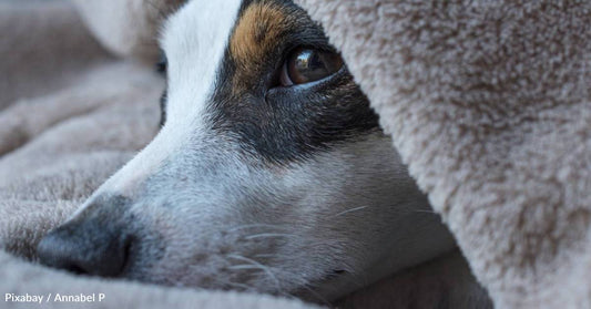 Dogs with Dementia Experience Same Sleep Disturbances As Human Dementia Patients, Study Finds