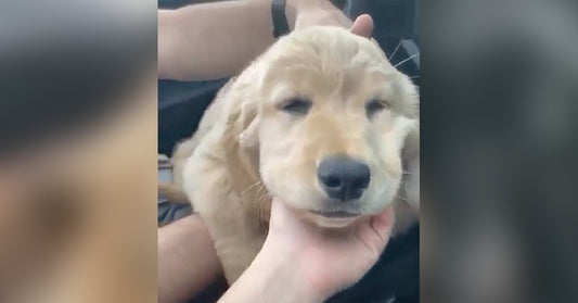 Smiling Puppy Can't Help But Fall Asleep While Sitting Up