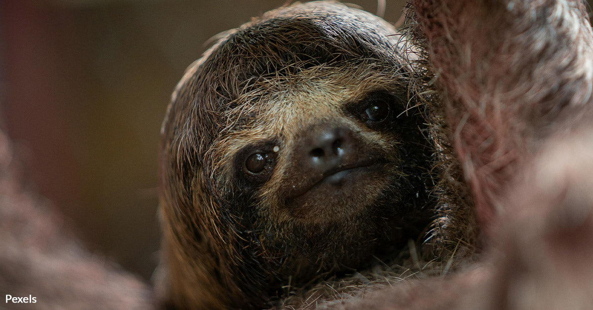Sloth Teeth Color Sloth With Human Teeth