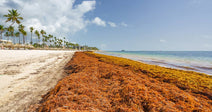 A tropical beach lined with palm trees is covered by a long stretch of brown sargassum seaweed piled along the shoreline.