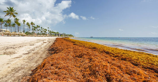 A tropical beach lined with palm trees is covered by a long stretch of brown sargassum seaweed piled along the shoreline.