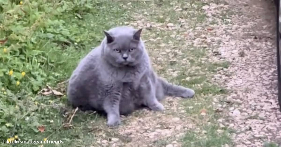 Social Media Users Inspired to Get Steps in After Watching Smudge the Cat's Weight Loss Routine