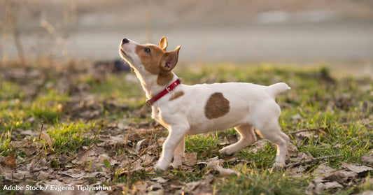 Dog Goes to Neighbor's House Every Single Day Until His Owner Agrees to Let Him Stay There