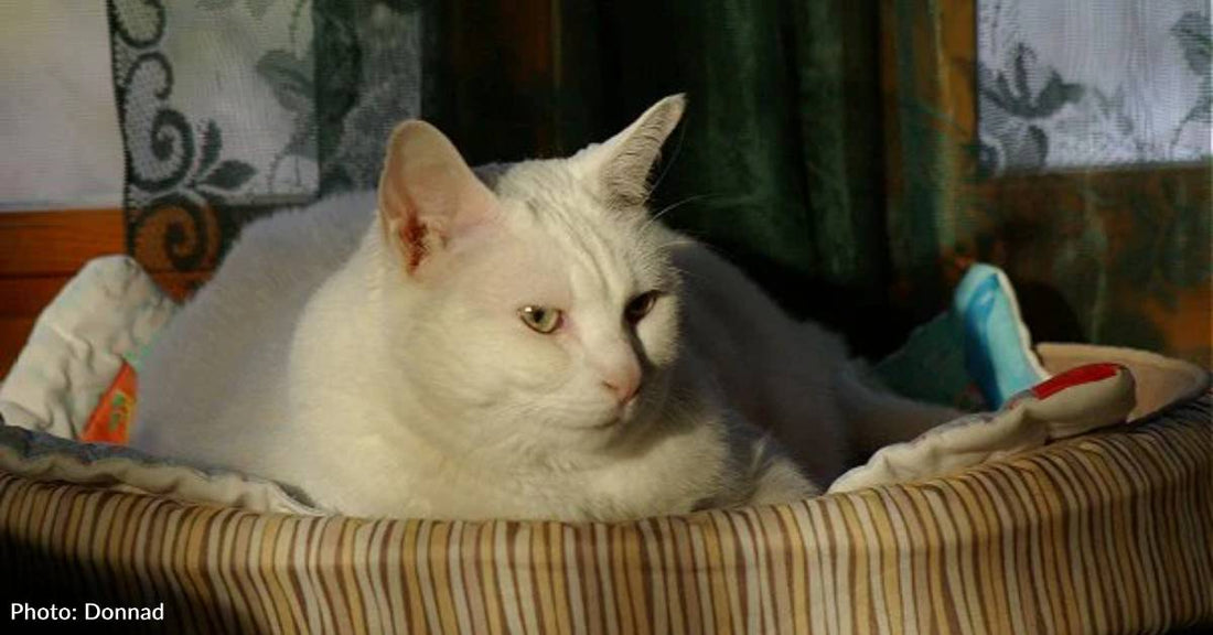 Pregnant Cat Rescued After Devastating Hurricane