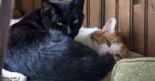 Two Inseparable Strays, One Friendly and One Feral, Take Up Residence on Cat Owner's Property