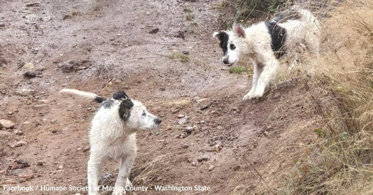 Two wet dogs with black and white fur play on a muddy trail.