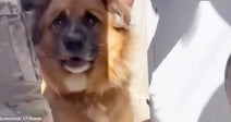 large fluffy brown dog looking at camera