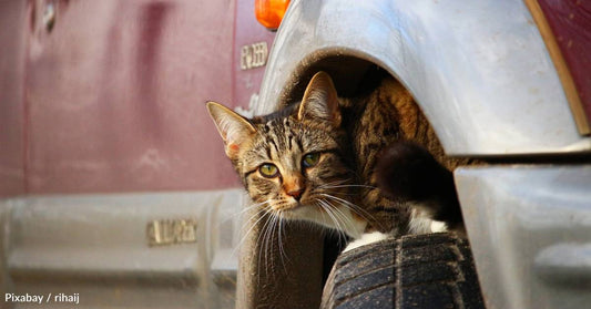 Cat Climbs Under Car Hood, Survives Ride Inside