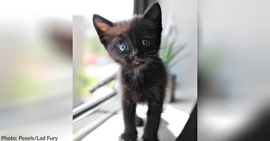 Rescue Kitten's Fever Coat Changes Color From 'Wolf' Grey To Black Satin