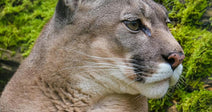 Protect Mountain Lions From Being Chased By Dogs And Gunned Down