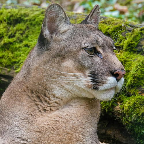 Protect Mountain Lions From Being Chased By Dogs And Gunned Down