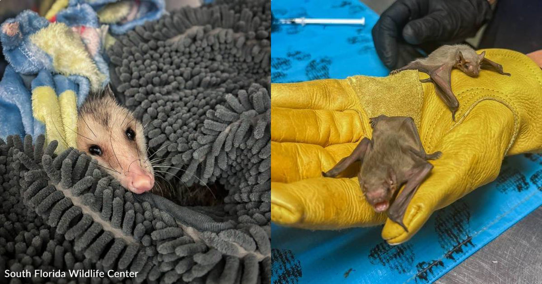 You've Helped Orphaned Opossums, Bats, and Other Babies Thrive