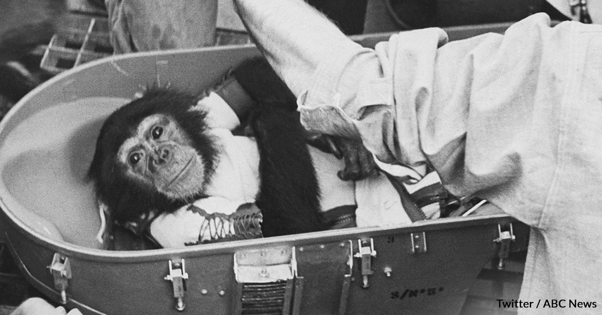 Animals In Space: From Fish To Chimpanzees, These Animals Helped Us Ex ...