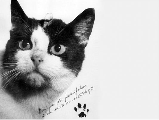 Félicette, the First (and only) "Catstronaut" in Space