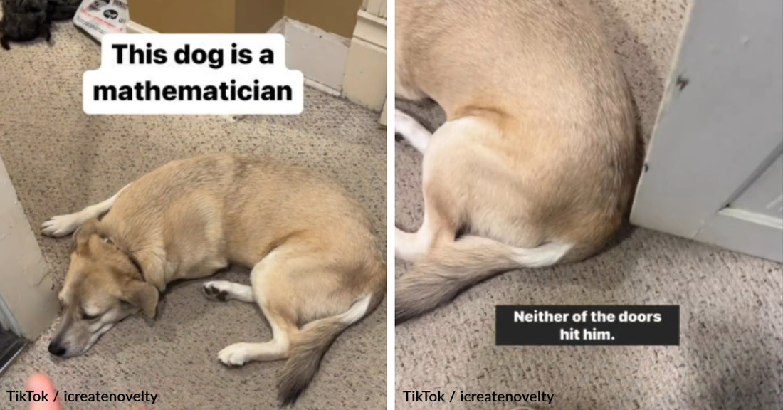 Kakuna Is Dubbed The Pythagorean Dog For Knowing Exactly Where The Optimal Napping Location Is