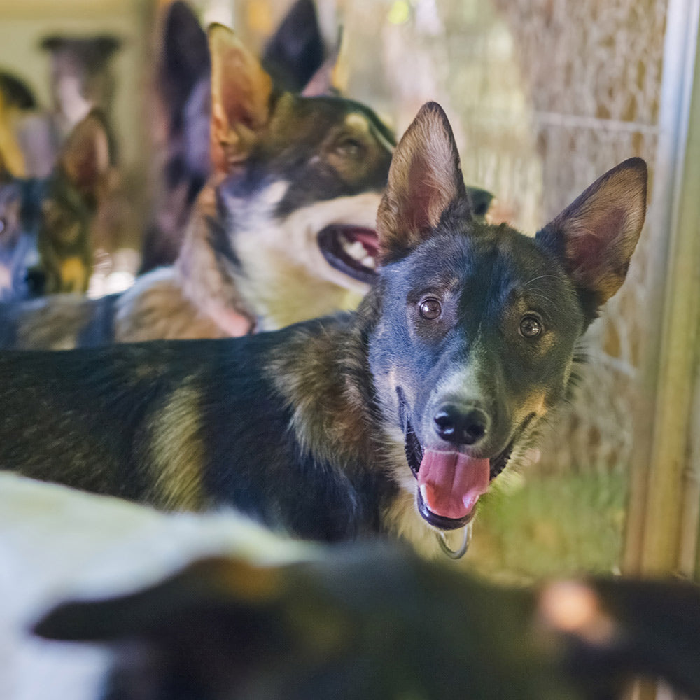 Fund New York City’s Spay And Neuter Program