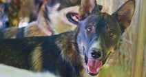 Close-up of a black-and-tan dog inside a kennel, looking toward the camera with its mouth open.