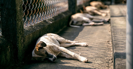 Group of stray dogs lying in the shade along a fenced concrete walkway, appearing tired.