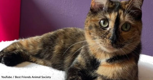 Special Needs Cat Finds Her Forever Home
