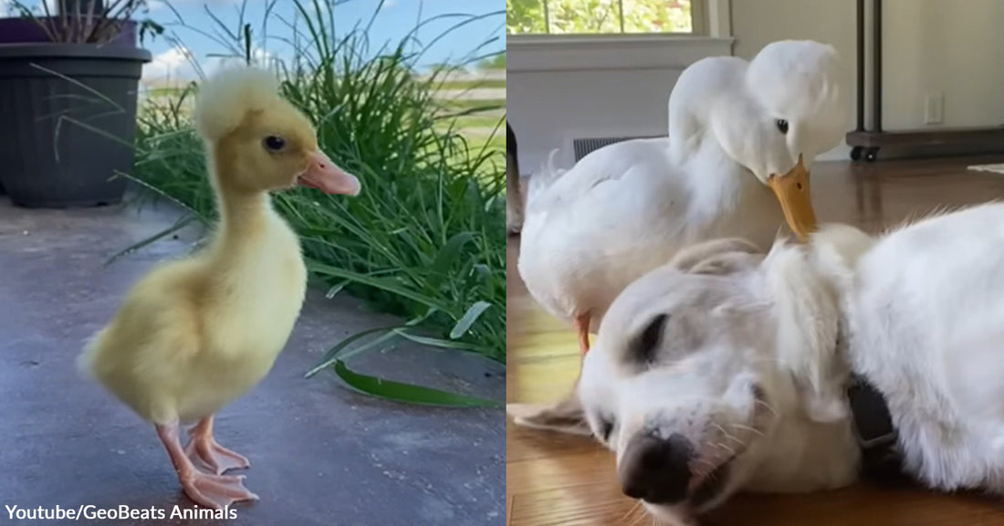 A Special Needs Duck Was Neglected as a Duckling, But Then the Right Person Found Him