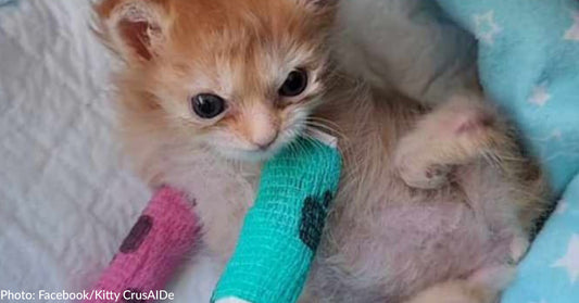 Special Needs Kitten Named Tater Tot Who Inspired People Worldwide Passes Away Suddenly