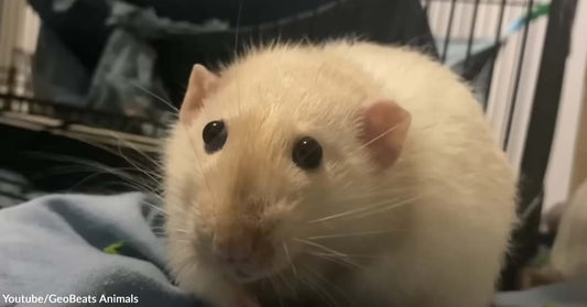 Woman Gives the Best Life to a Special Needs Rat and Its Siblings