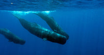 Group of sperm whales swimming together in deep blue ocean water near the surface.