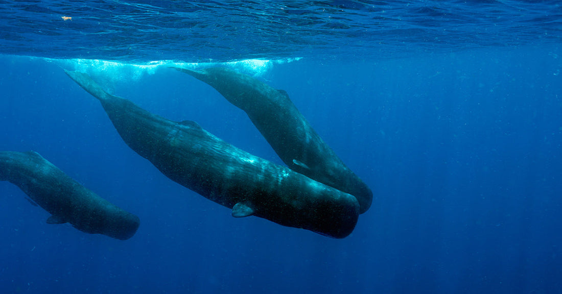 Group of sperm whales swimming together in deep blue ocean water near the surface.
