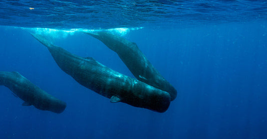 Group of sperm whales swimming together in deep blue ocean water near the surface.