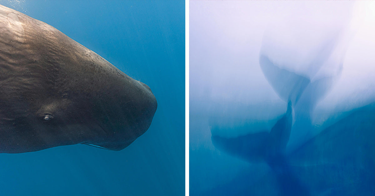 Whale Language Sperm Whales Speak a Hidden Language and Scientists Are Decoding It ...