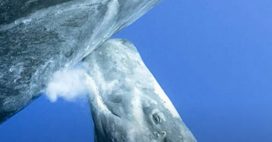 Photographer Catches Mother Sperm Whale Ejecting Milk Underwater For Calf To Feed