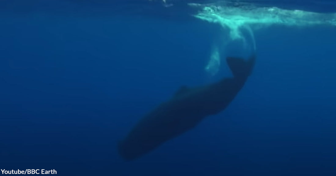 Sperm Whales Identify Each Other Through Symbolic Sounds Called "Aural Tattoos"