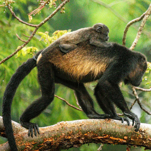 Stop The Illegal Pet Trade Driving Spider Monkey Families To Death
